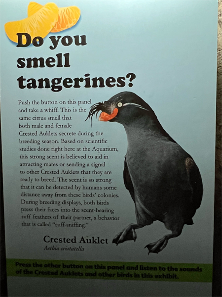 do you smell tangerines