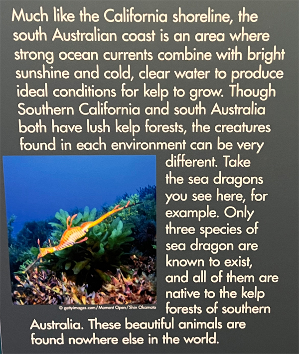 sign about sea dragons 