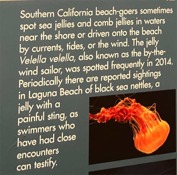 sea jelly sign