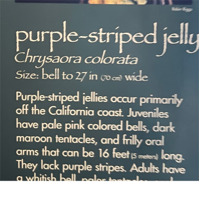 purple-striped jelly sign