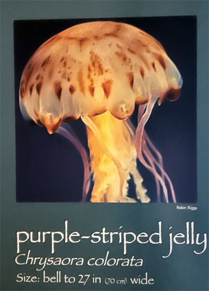 purple-striped jelly sig