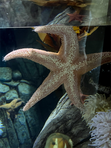 starfish - sea stars