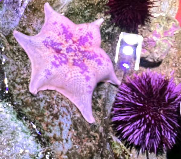 starfish - sea stars