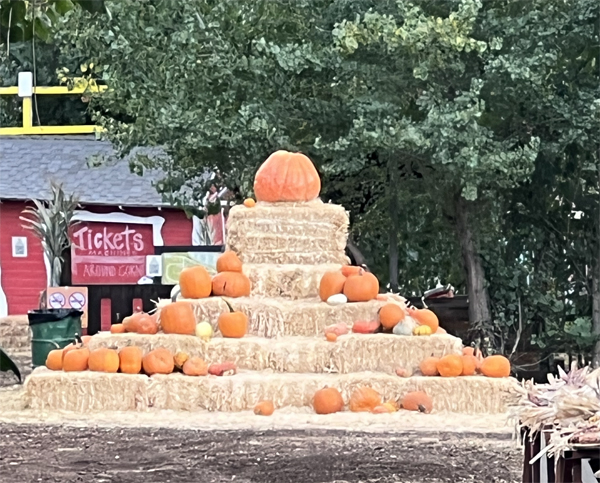 pumpkin and hay design
