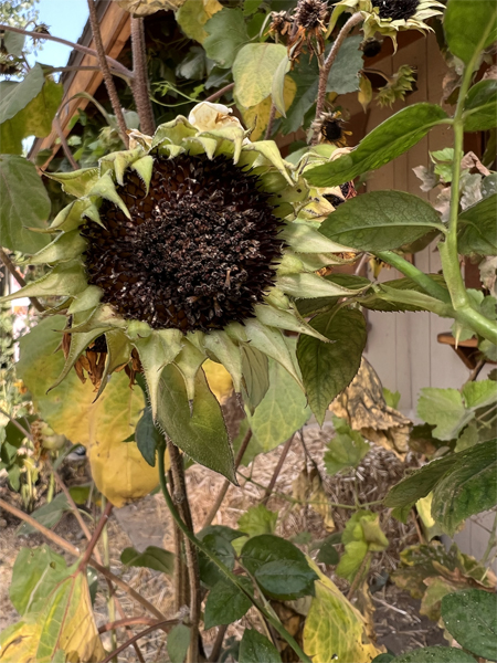 a special sunflower