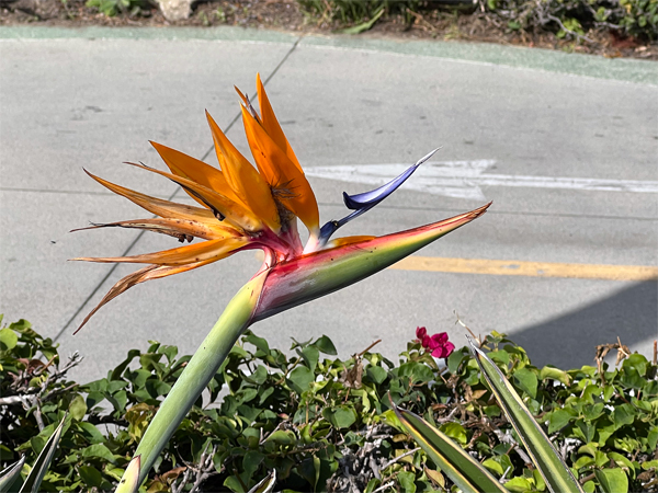 Bird-of-Paradise flower