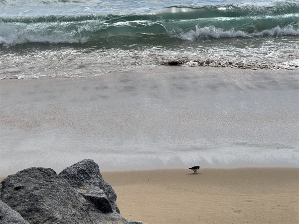 little bird and big waves