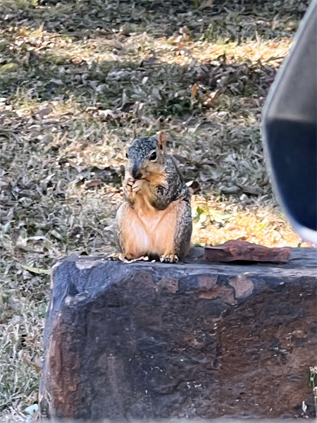 A cute squirrel