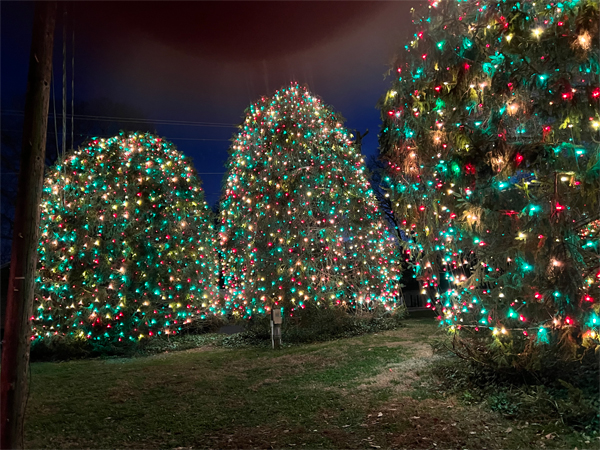 trees with Chrismas lights
