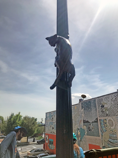 cat on a pole