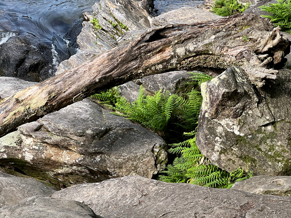 log arch at Chattooga River