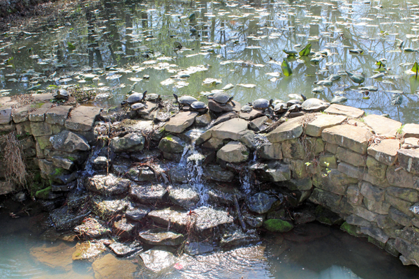 Turtles at Glencairn Gardens