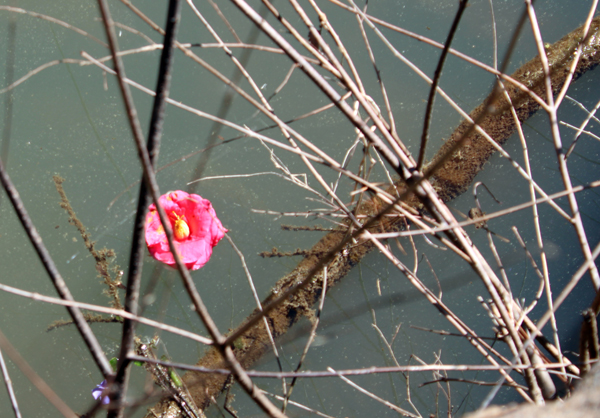 flower hanging on a tree branch