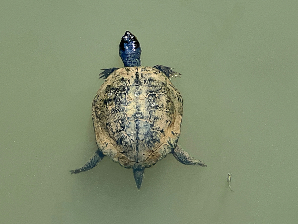 Turtle at Glencairn Gardens