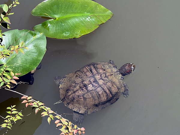 Turtle at Glencairn Gardens