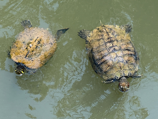 Turtles at Glencairn Gardens