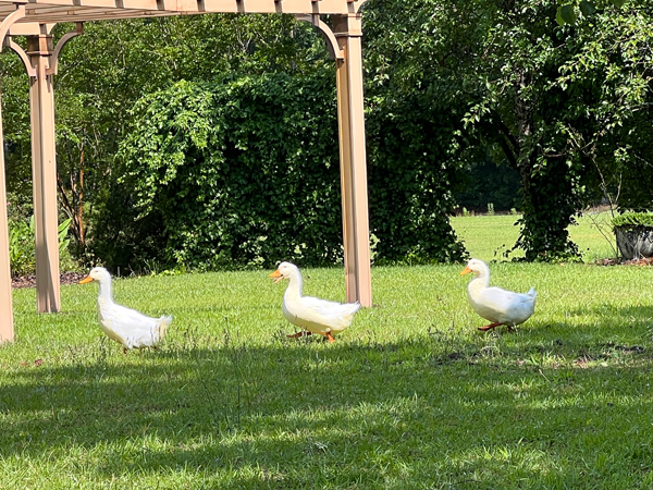 3 ducks in a row