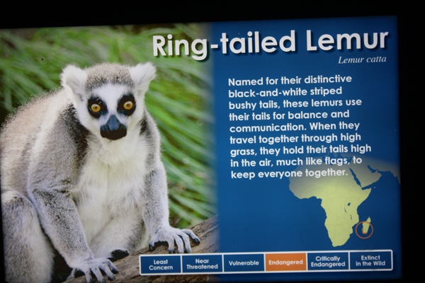 Ring-Tailed Lemur sign