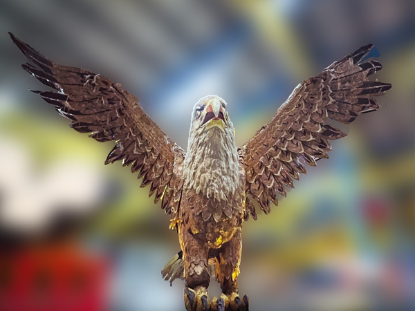 giant Eagle