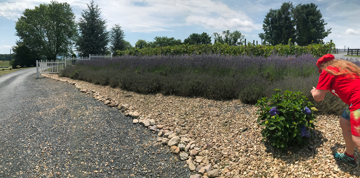 panorama of lavender plants