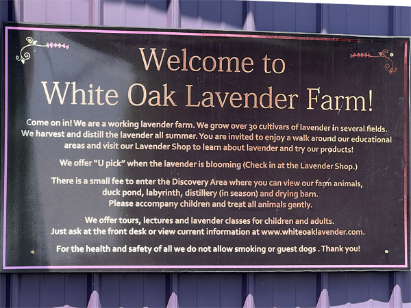 Welcome to White Oake Lavender Farm sign