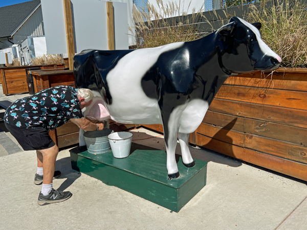 Lee Duquette milking a cow