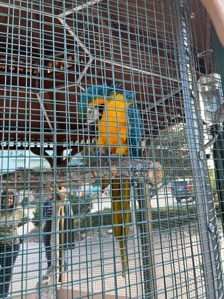 parrot in a cage