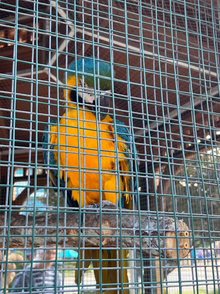parrot in a cage