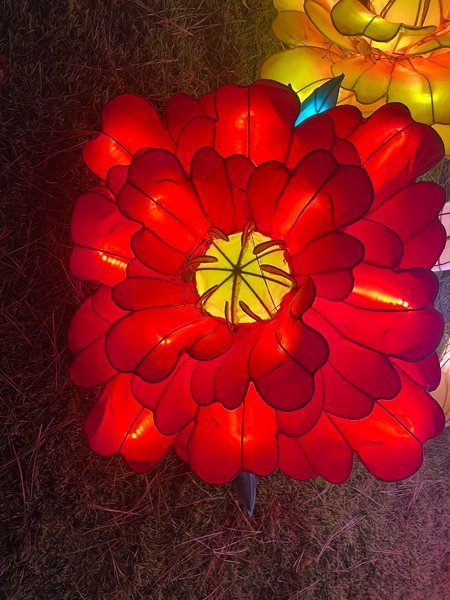 lit flower