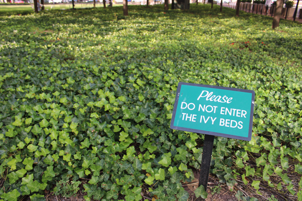 Ivy Beds