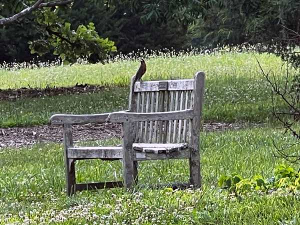 bird on a bench