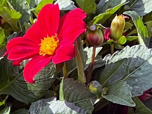 red flower