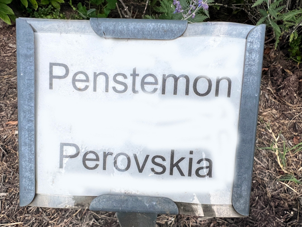 Perovsia sign