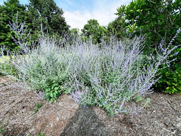 Perovsia bush