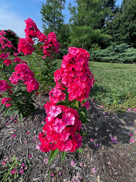 red flowers