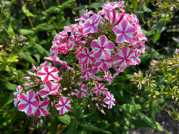 beardtongue flower