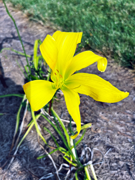 yellow flower