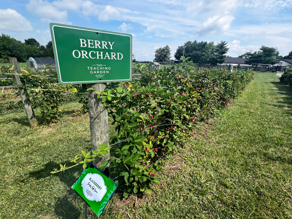 Berry Orchard