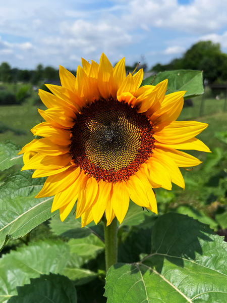 Sunflower