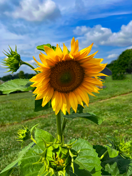 Sunflower