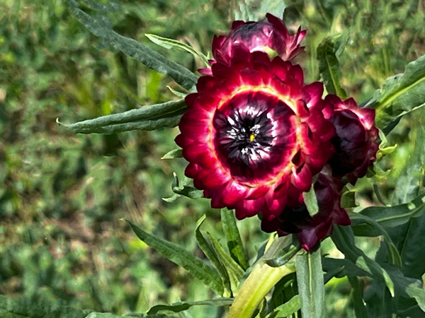 red sunflower