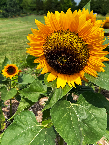 Sunflowers