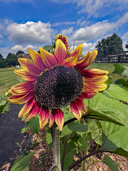 yellow and red sunflower