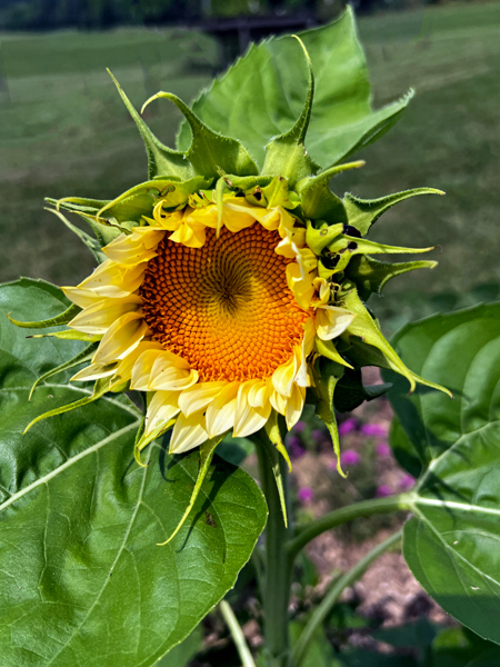 Sunflower