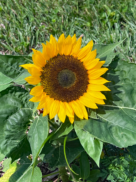 Sunflower