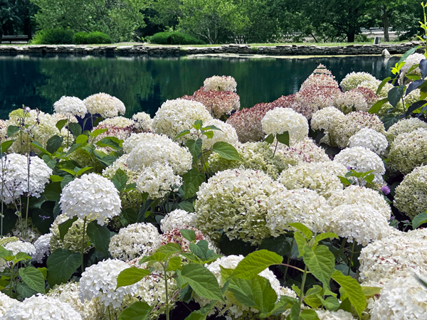 flowers and pond