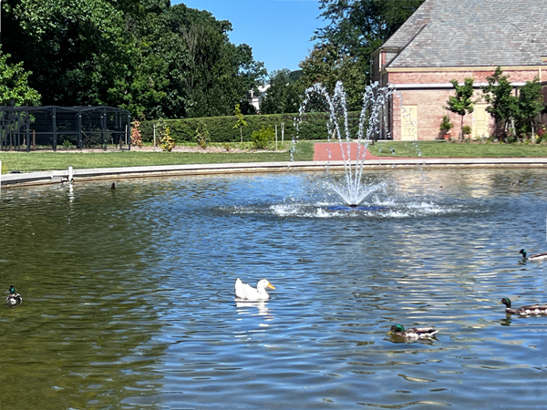 Ducks enjoying the Nature Pond