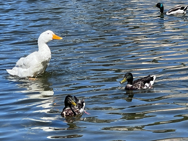 Ducks enjoying the Nature Pond