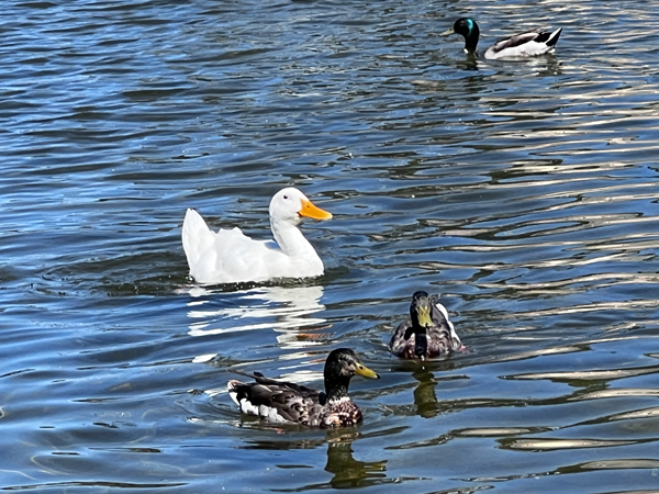 Ducks enjoying the Nature Pond