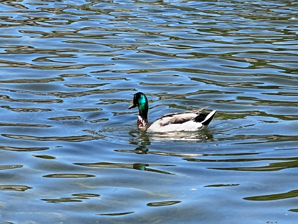 Mallard duck